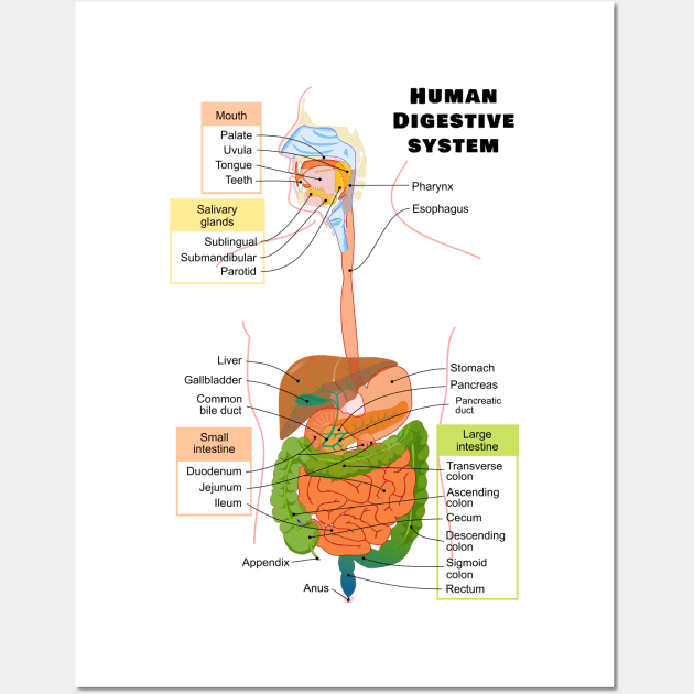 Diagram of the Human Digestive System Wall Art by sovereign120